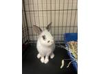 Adopt Peanut a White American / Mixed (short coat) rabbit in Pomona