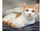 Adopt Hubert (Bonded to Harris) a White Domestic Shorthair / Mixed Breed