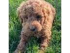 Mutt Puppy for sale in Industry, IL, USA