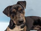 Adopt Nova a Black Catahoula Leopard Dog / Rottweiler / Mixed (short coat) dog