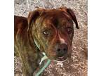 Adopt 335 a Brindle - with White Boxer / Pit Bull Terrier / Mixed dog in