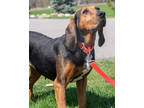 Adopt Judy a Black Coonhound / Mixed Breed (Medium) / Mixed (short coat) dog in
