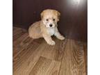 Maltese Puppy for sale in Lapeer, MI, USA