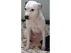 Adopt Joanna a White American Pit Bull Terrier / Mixed Breed (Medium) / Mixed