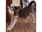 Adopt Mishka a Black Husky / Terrier (Unknown Type, Medium) / Mixed (short coat)