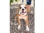 Adopt Grace a Brown/Chocolate Boxer / Boston Terrier / Mixed (short coat) dog in