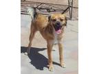 Adopt Layla a Brindle Pekingese / Mixed Breed (Medium) / Mixed (short coat) dog