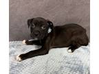 Adopt Yuffie a Black Terrier (Unknown Type, Medium) / Mixed Breed (Medium) /