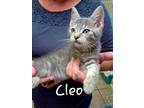 Adopt Cleo a Gray, Blue or Silver Tabby Domestic Shorthair / Mixed Breed