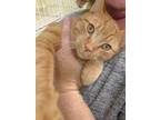 Adopt Flash a Orange or Red Domestic Shorthair / Mixed Breed (Medium) / Mixed