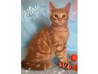 Adopt Mossi a Orange or Red American Shorthair / Mixed Breed (Medium) / Mixed