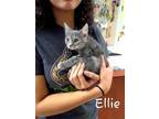 Adopt Ellie a Gray, Blue or Silver Tabby Domestic Shorthair / Mixed Breed