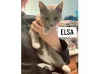 Adopt Elsa a Gray or Blue Russian Blue / Domestic Shorthair / Mixed (short coat)