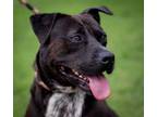 Adopt Impulse a Black American Pit Bull Terrier / Mixed Breed (Medium) / Mixed