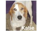 Adopt Katie a White Treeing Walker Coonhound / Mixed (short coat) dog in Staley