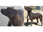 Adopt Domino a Black American Pit Bull Terrier / Mixed (short coat) dog in