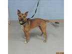Adopt 5/23/24 'Bear Bear' a Tan/Yellow/Fawn American Pit Bull Terrier / Mixed