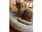 Adopt Maggie a Orange or Red Domestic Shorthair / Mixed Breed (Medium) / Mixed