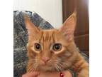 Adopt Baby AW a Orange or Red Domestic Shorthair / Mixed Breed (Medium) / Mixed