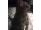 Adopt Pirate Jack a Gray or Blue Domestic Shorthair / Mixed Breed (Medium) /