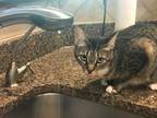 Adopt White foot (ro) a Gray or Blue Domestic Shorthair / Mixed Breed (Medium) /