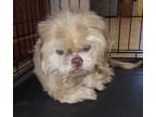 Adopt Marty a White Shih Tzu / Mixed (short coat) dog in Staley, NC (31115200)