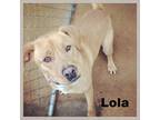 Adopt Lola a Red/Golden/Orange/Chestnut Golden Retriever / Labrador Retriever /