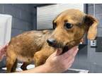 Adopt Louise a Brown/Chocolate Hound (Unknown Type) / Mixed Breed (Medium) /
