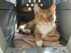 Adopt Dunkin a Orange or Red Domestic Shorthair / Mixed Breed (Medium) / Mixed