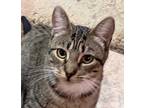 Adopt Dominica LC a Brown Tabby Domestic Shorthair / Mixed Breed (Medium) /