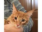 Adopt Charlie AW a Orange or Red Domestic Shorthair / Mixed Breed (Medium) /