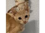 Adopt Shiloh nw a Orange or Red Domestic Shorthair / Mixed Breed (Medium) /