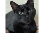 Adopt Audrey a All Black Domestic Shorthair / Bombay / Mixed (short coat) cat in