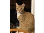 Adopt Diesel a Orange or Red Domestic Shorthair / Mixed Breed (Medium) / Mixed