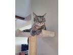 Adopt Nora a Brown Tabby Domestic Shorthair / Mixed (short coat) cat in