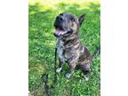 Adopt Sam a Brindle - with White Cattle Dog / Mixed dog in Stanton