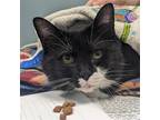 Adopt Enigma a Black & White or Tuxedo Domestic Shorthair / Mixed cat in