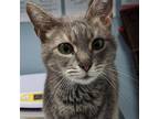 Adopt Amai a Brown Tabby Domestic Shorthair / Mixed cat in Wilmington