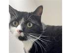 Adopt Kelpie a Black & White or Tuxedo Domestic Shorthair / Mixed cat in