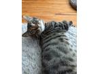Adopt Nemo a Gray or Blue American Shorthair / Mixed (short coat) cat in