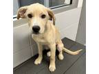 Adopt Graffiti a Labrador Retriever / Mixed dog in Topeka, KS (41514077)