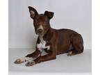 Adopt Breeze a Brown/Chocolate Mixed Breed (Medium) dog in Jefferson City