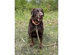 Adopt Zena a Brown/Chocolate Labrador Retriever / Mixed dog in Hackensack