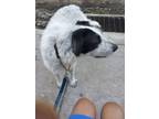 Adopt Bentley a White - with Black Italian Spinone / Mixed dog in Washington