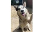 Adopt Bella a Siberian Husky / Mixed dog in Matawan, NJ (41514025)