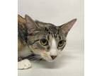 Adopt Peanut a Domestic Shorthair / Mixed cat in Brooklyn, NY (41503695)