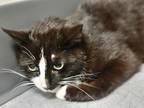 Adopt Mickey a Domestic Shorthair / Mixed cat in Sheboygan, WI (41514106)