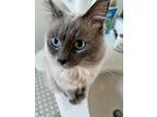 Adopt Dreamy a White (Mostly) Ragdoll / Mixed (medium coat) cat in Los Angeles