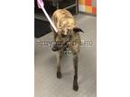 Adopt Ixchel a Brindle Greyhound / Mixed dog in Cedar Park, TX (41514040)