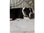 Adopt Bentlee a Black - with White American Pit Bull Terrier / Labrador